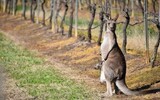 3年近85%的跌幅，看澳大利亚葡萄酒产业链的自救之路
